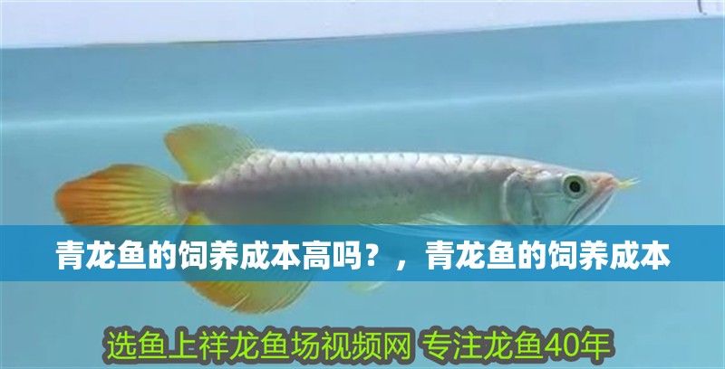青龍魚的飼養成本高嗎？，青龍魚的飼養成本
