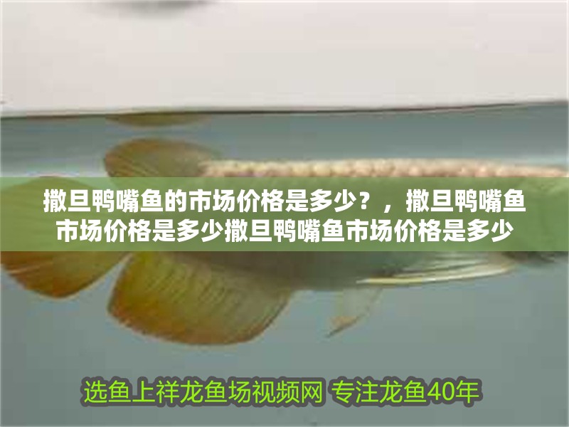 撒旦鴨嘴魚的市場價格是多少？，撒旦鴨嘴魚市場價格是多少撒旦鴨嘴魚市場價格是多少