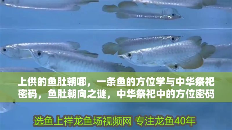 上供的魚(yú)肚朝哪，一條魚(yú)的方位學(xué)與中華祭祀密碼，魚(yú)肚朝向之謎，中華祭祀中的方位密碼