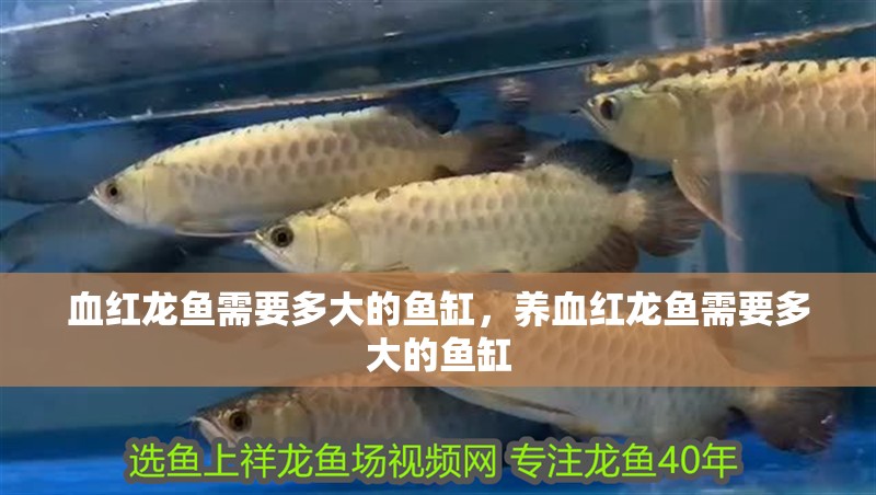 血紅龍魚需要多大的魚缸，養(yǎng)血紅龍魚需要多大的魚缸