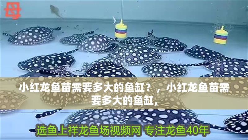 小紅龍魚苗需要多大的魚缸？，小紅龍魚苗需要多大的魚缸,