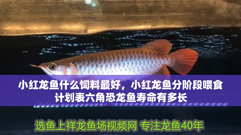小紅龍魚什么飼料最好，小紅龍魚分階段喂食計(jì)劃表六角恐龍魚壽命有多長