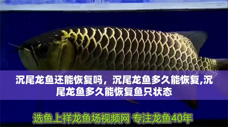 沉尾龍魚還能恢復(fù)嗎，沉尾龍魚多久能恢復(fù),沉尾龍魚多久能恢復(fù)魚只狀態(tài)