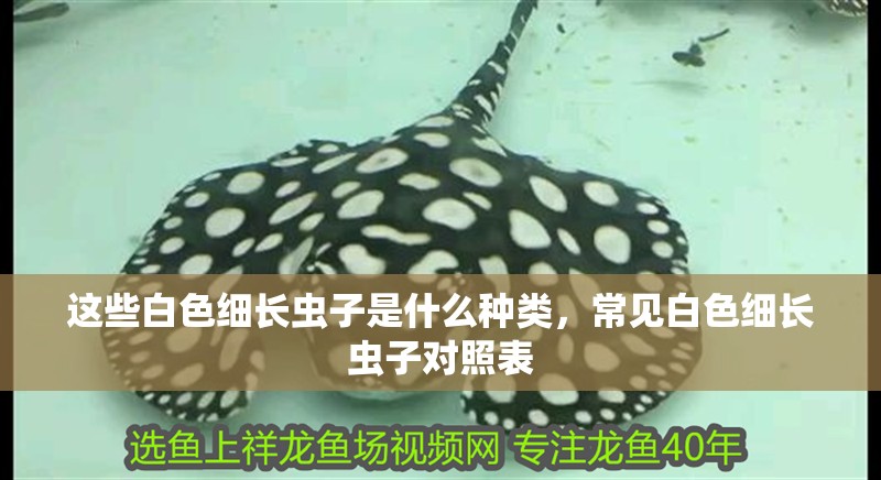 這些白色細長蟲子是什么種類，常見白色細長蟲子對照表