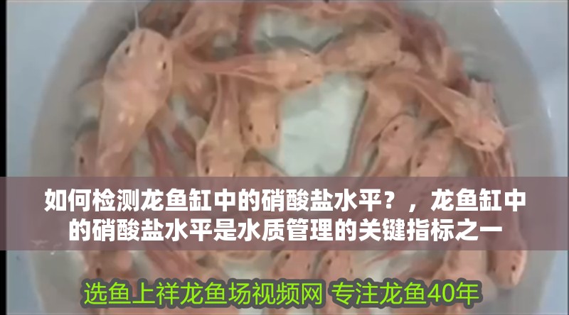 如何檢測龍魚缸中的硝酸鹽水平？，龍魚缸中的硝酸鹽水平是水質管理的關鍵指標之一