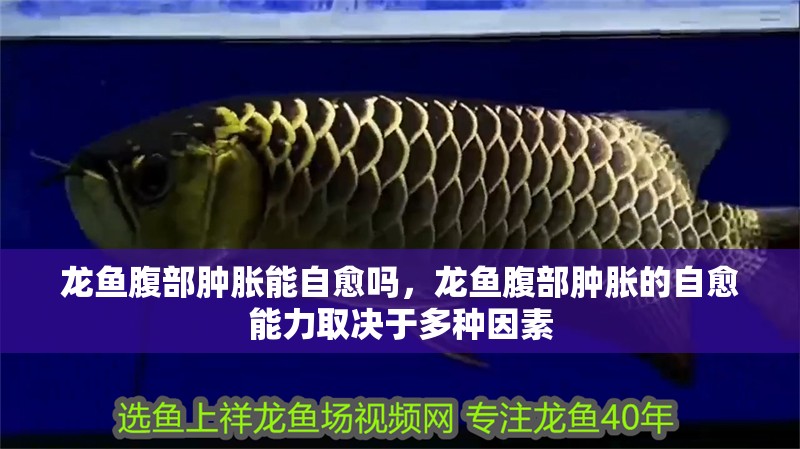 龍魚腹部腫脹能自愈嗎，龍魚腹部腫脹的自愈能力取決于多種因素