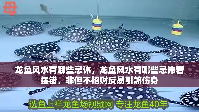 龍魚風水有哪些忌諱，龍魚風水有哪些忌諱若擺錯，非但不招財反易引煞傷身
