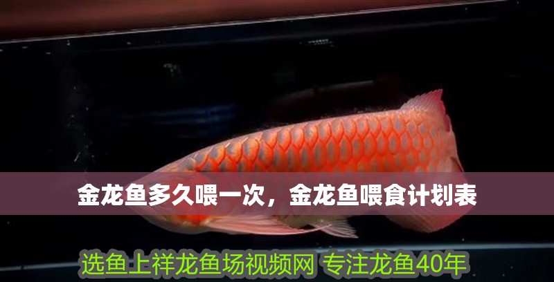 金龍魚多久喂一次，金龍魚喂食計(jì)劃表
