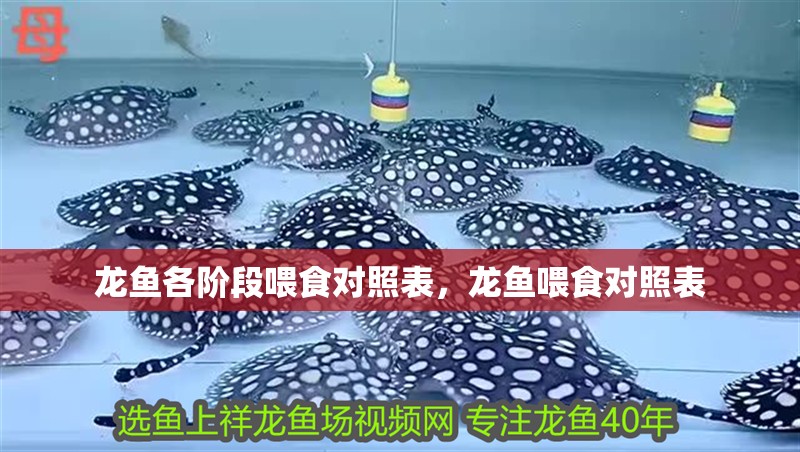 龍魚各階段喂食對照表，龍魚喂食對照表