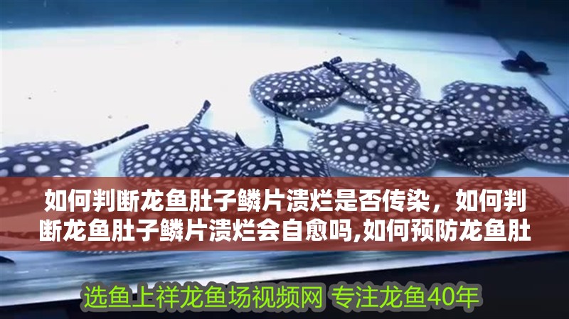 如何判斷龍魚肚子鱗片潰爛是否傳染，如何判斷龍魚肚子鱗片潰爛會自愈嗎,如何預防龍魚肚子鱗片潰爛傳染