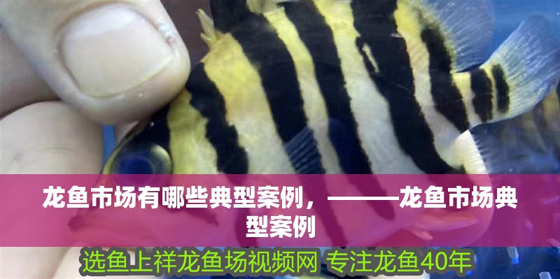 龍魚市場有哪些典型案例，———龍魚市場典型案例
