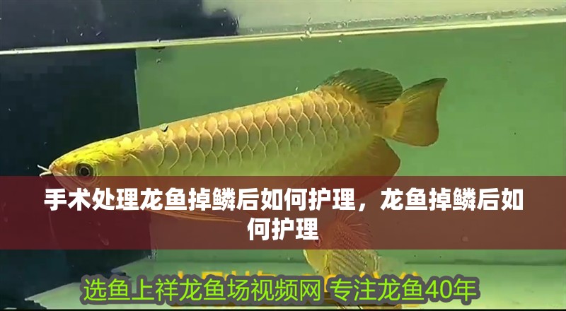 手術處理龍魚掉鱗后如何護理，龍魚掉鱗后如何護理
