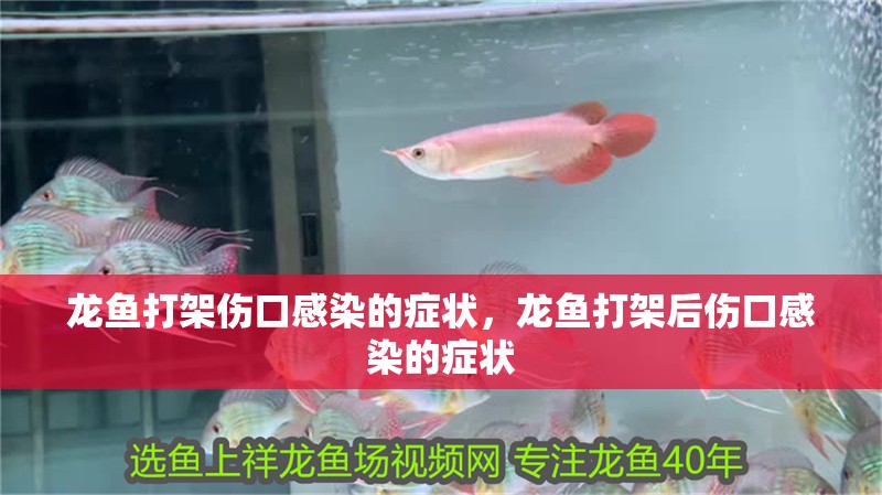龍魚打架傷口感染的癥狀，龍魚打架后傷口感染的癥狀