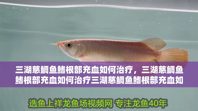 三湖慈鯛魚鰭根部充血如何治療，三湖慈鯛魚鰭根部充血如何治療三湖慈鯛魚鰭根部充血如何治療