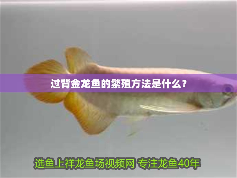 過背金龍魚的繁殖方法是什么？