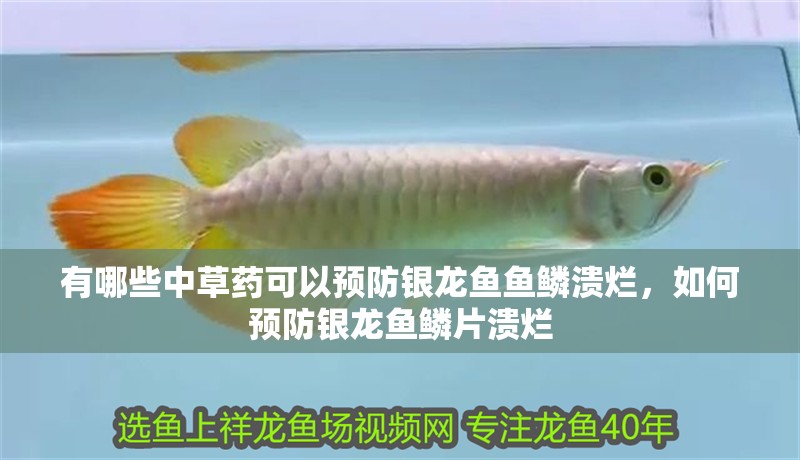 有哪些中草藥可以預防銀龍魚魚鱗潰爛，如何預防銀龍魚鱗片潰爛