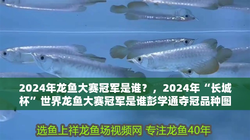 2024年龍魚大賽冠軍是誰？，2024年“長城杯”世界龍魚大賽冠軍是誰彭學通奪冠品種圖鑒