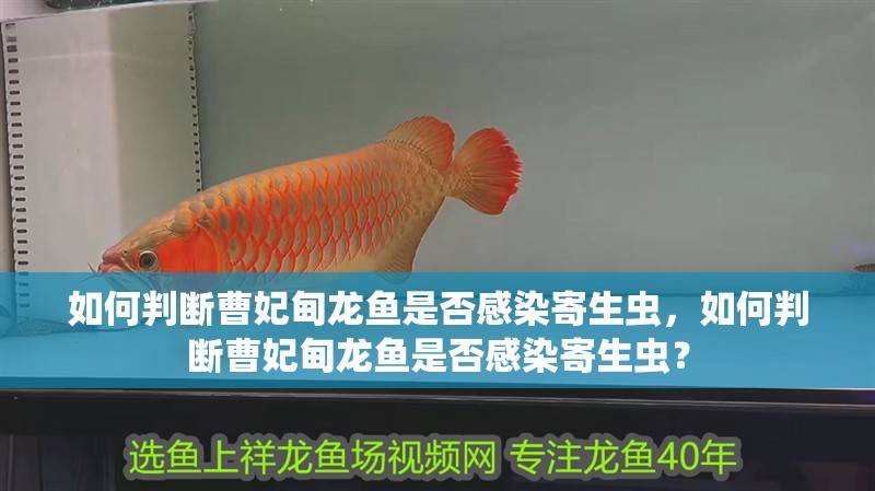 如何判斷曹妃甸龍魚是否感染寄生蟲，如何判斷曹妃甸龍魚是否感染寄生蟲？