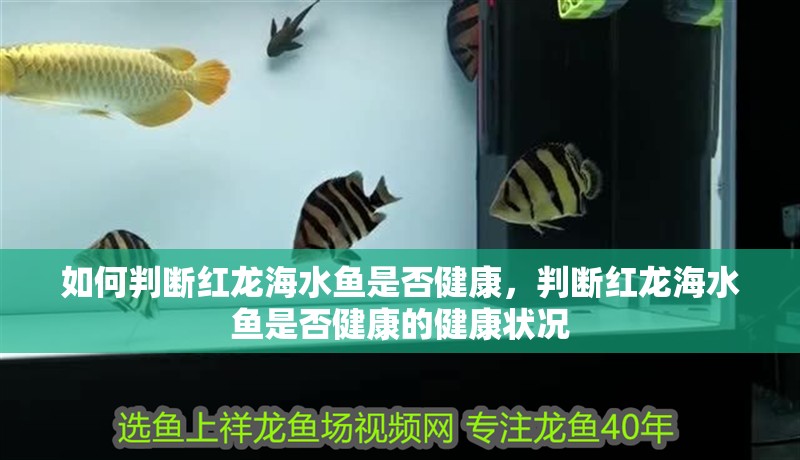 如何判斷紅龍海水魚是否健康，判斷紅龍海水魚是否健康的健康狀況