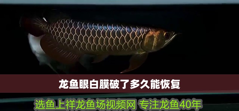 龍魚眼白膜破了多久能恢復(fù)