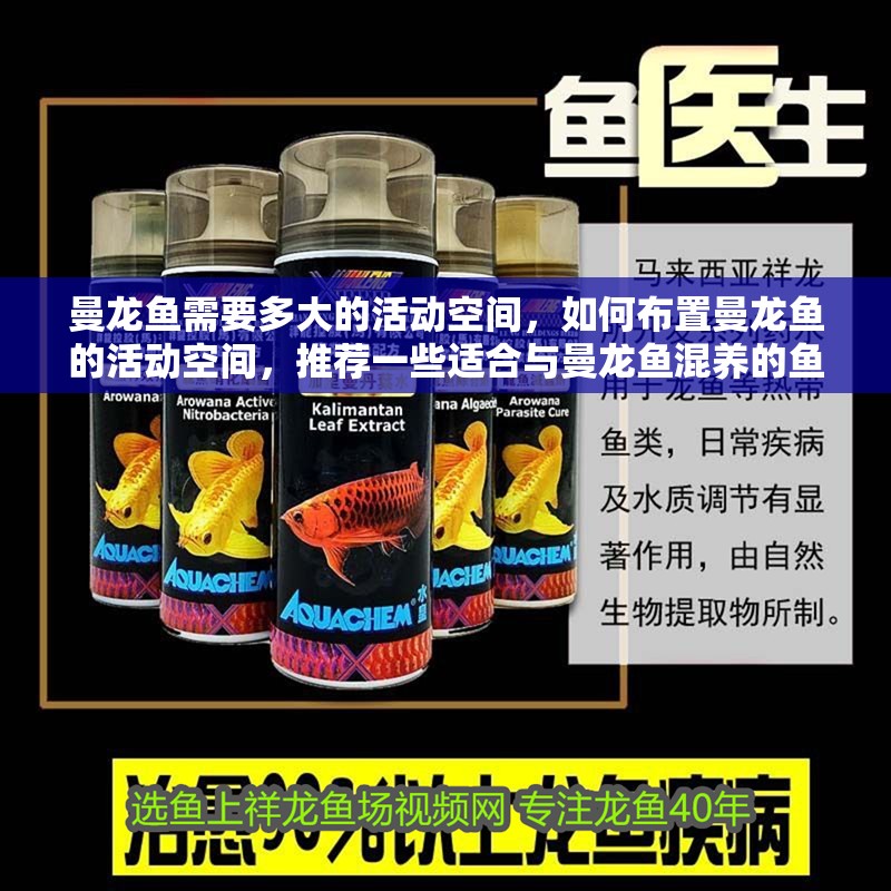 曼龍魚需要多大的活動空間，如何布置曼龍魚的活動空間，推薦一些適合與曼龍魚混養的魚類