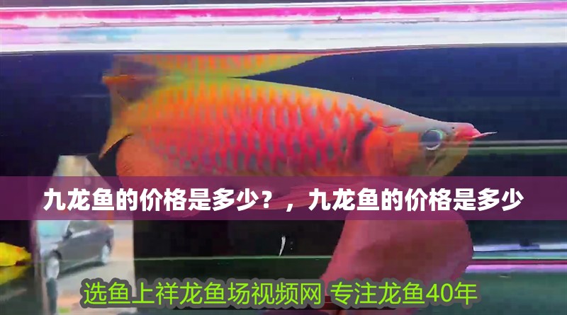 九龍魚的價(jià)格是多少？，九龍魚的價(jià)格是多少