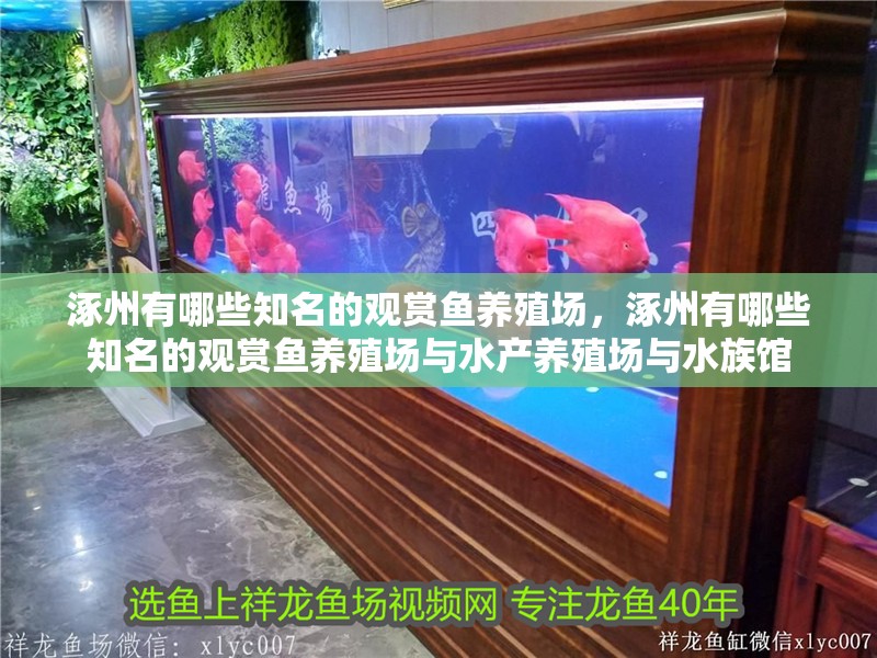 涿州有哪些知名的觀賞魚(yú)養(yǎng)殖場(chǎng)，涿州有哪些知名的觀賞魚(yú)養(yǎng)殖場(chǎng)與水產(chǎn)養(yǎng)殖場(chǎng)與水族館