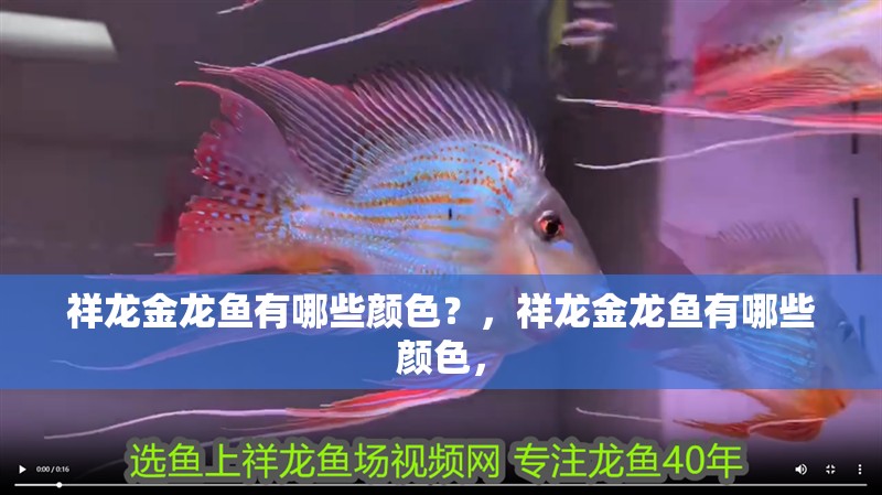 祥龍金龍魚有哪些顏色？，祥龍金龍魚有哪些顏色，