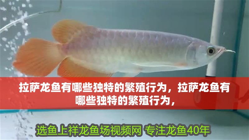 拉薩龍魚有哪些獨(dú)特的繁殖行為，拉薩龍魚有哪些獨(dú)特的繁殖行為，