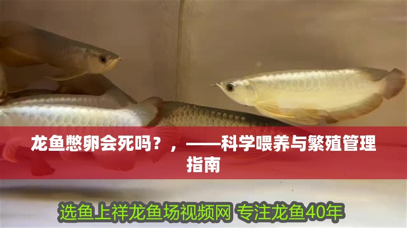 龍魚憋卵會死嗎？，——科學喂養與繁殖管理指南