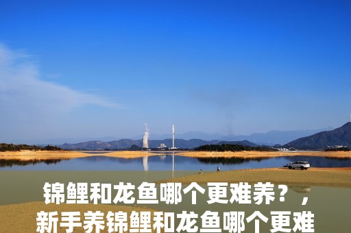 錦鯉和龍魚哪個更難養？，新手養錦鯉和龍魚哪個更難養，錦鯉和龍魚哪個更難養