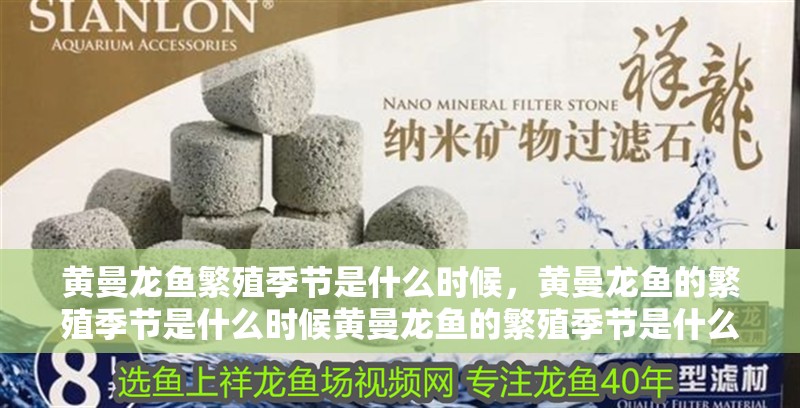 黃曼龍魚繁殖季節是什么時候，黃曼龍魚的繁殖季節是什么時候黃曼龍魚的繁殖季節是什么時候