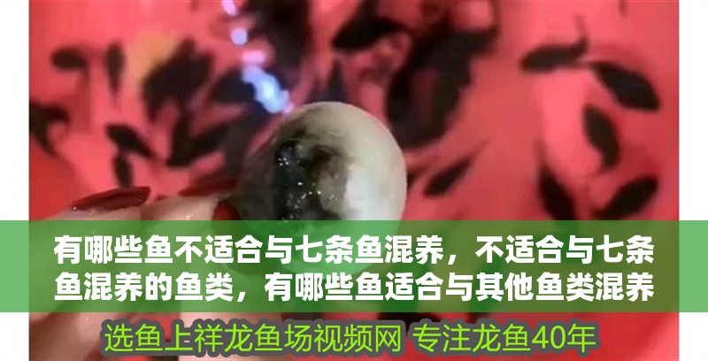 有哪些魚不適合與七條魚混養(yǎng)，不適合與七條魚混養(yǎng)的魚類，有哪些魚適合與其他魚類混養(yǎng)