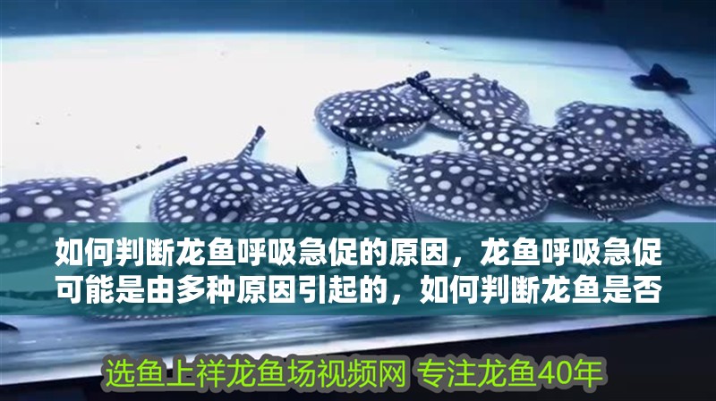 如何判斷龍魚呼吸急促的原因，龍魚呼吸急促可能是由多種原因引起的，如何判斷龍魚是否缺氧