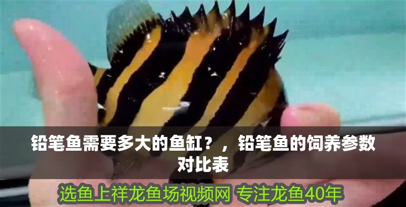 鉛筆魚需要多大的魚缸？，鉛筆魚的飼養參數對比表