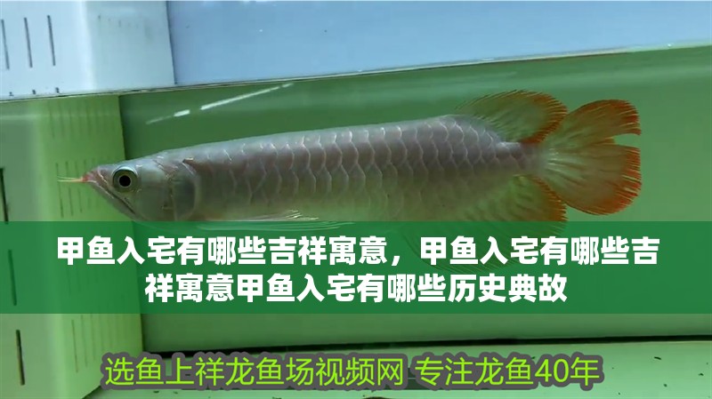 甲魚入宅有哪些吉祥寓意，甲魚入宅有哪些吉祥寓意甲魚入宅有哪些歷史典故
