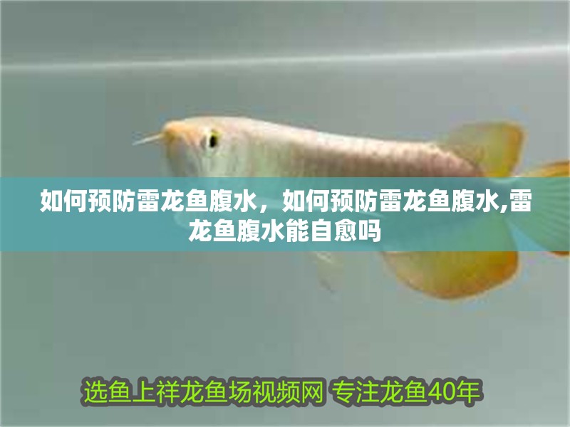 如何預防雷龍魚腹水，如何預防雷龍魚腹水,雷龍魚腹水能自愈嗎