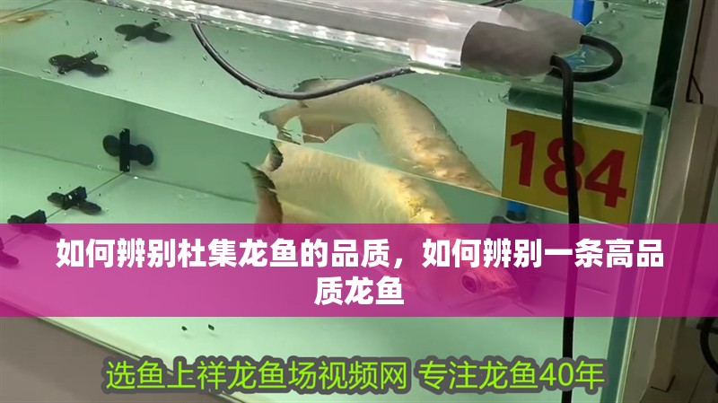 如何辨別杜集龍魚(yú)的品質(zhì),如何辨別一條高品質(zhì)龍魚(yú)