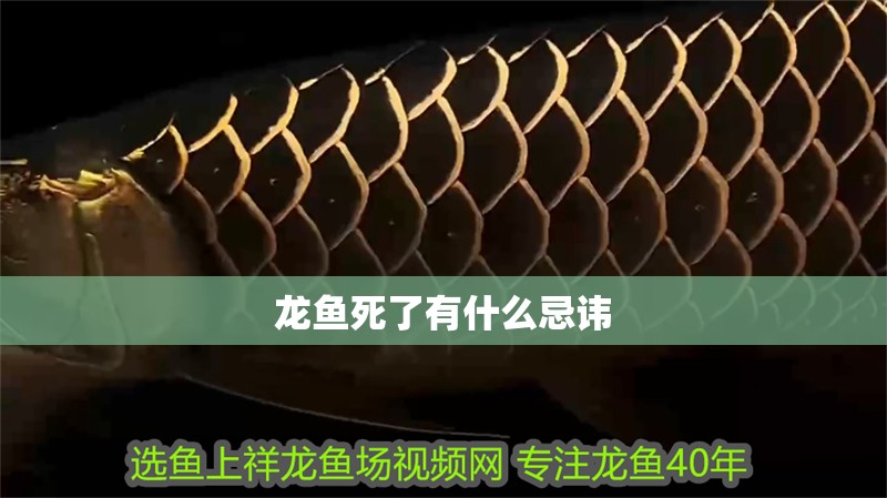 龍魚死了有什么忌諱