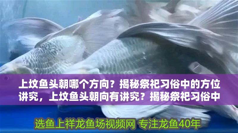 上墳魚頭朝哪個方向?揭秘祭祀習俗中的方位講究,上墳魚頭朝向有講究?揭秘祭祀習俗中的方位寓意 龍魚百科 第1張 上墳魚頭朝哪個方向?揭秘祭祀習俗中的方位講究,上墳魚頭朝向有講究?揭秘祭祀習俗中的方位寓意 上墳魚頭朝哪個方向?揭秘祭祀習俗中的方位講究,上墳魚頭朝向有講究?揭秘祭祀習俗中的方位寓意 龍魚百科 第1張