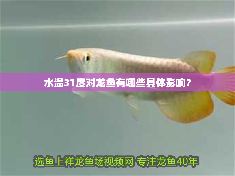 水溫31度對龍魚有哪些具體影響？