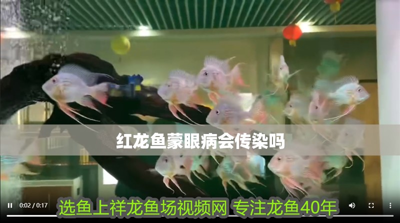 紅龍魚蒙眼病會傳染嗎