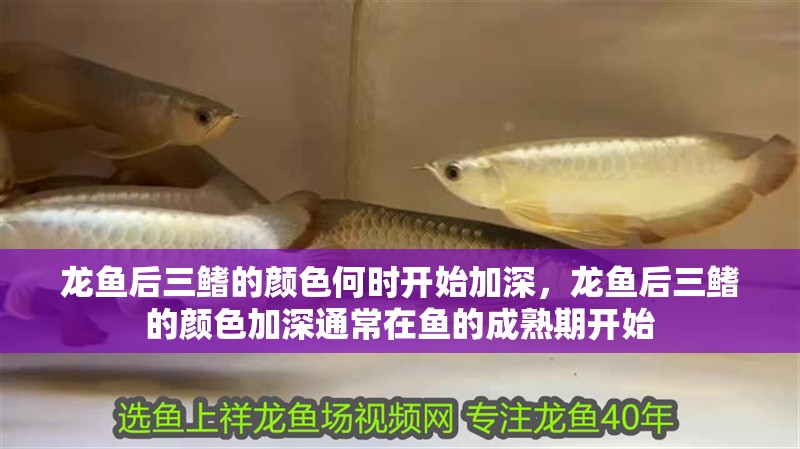 龍魚后三鰭的顏色何時開始加深，龍魚后三鰭的顏色加深通常在魚的成熟期開始