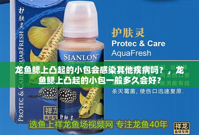 龍魚鰓上凸起的小包會感染其他疾病嗎？，龍魚鰓上凸起的小包一般多久會好？