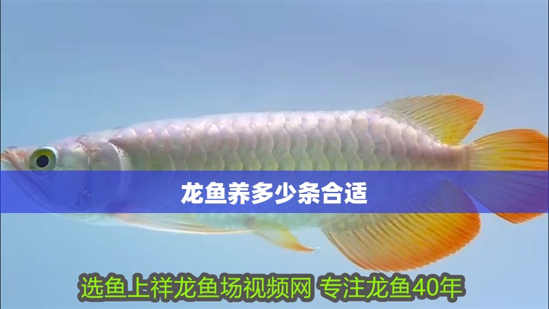 龍魚養多少條合適