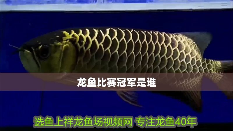 龍魚比賽冠軍是誰