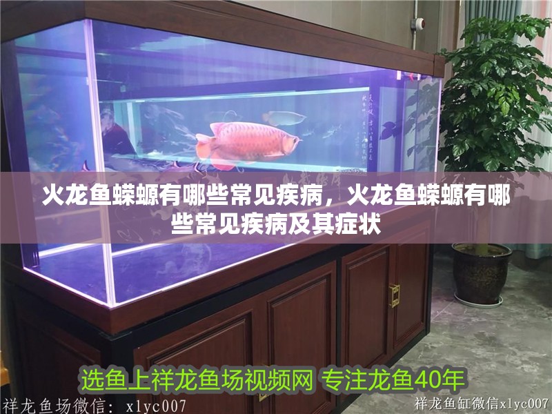 火龍魚蠑螈有哪些常見疾病,火龍魚蠑螈有哪些常見疾病及其癥狀