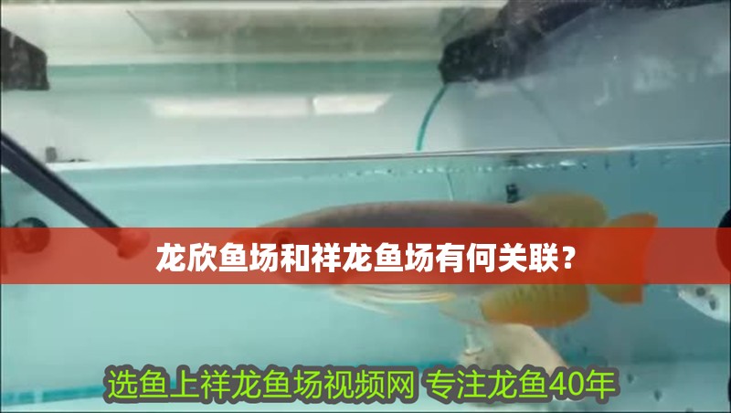 龍欣魚場和祥龍魚場有何關聯？