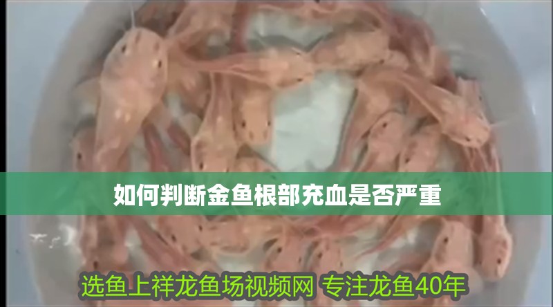 如何判斷金魚根部充血是否嚴重