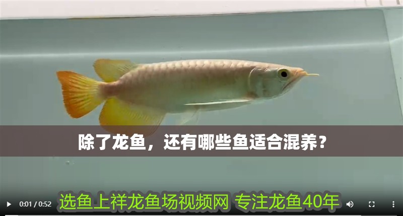除了龍魚，還有哪些魚適合混養(yǎng)？
